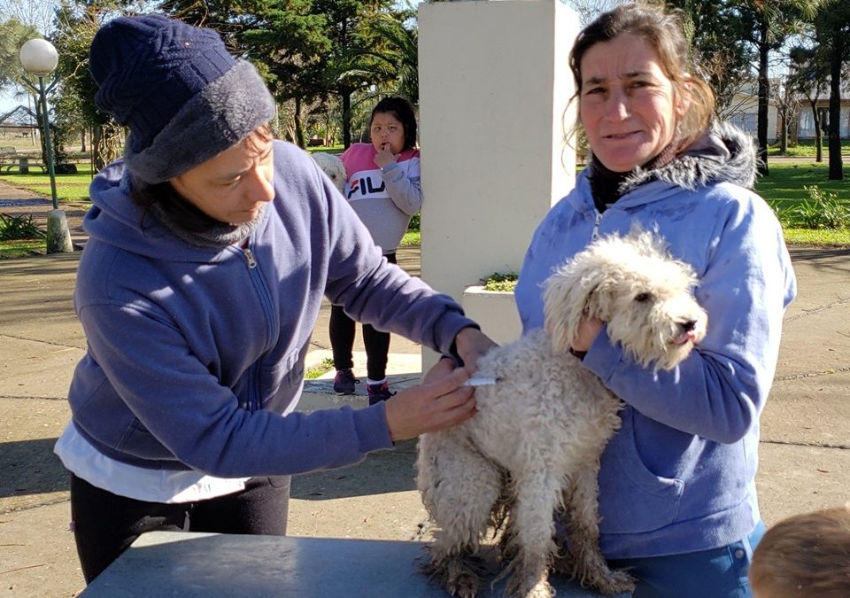 EXITOSA CAMPAÑA GRATUITA DE VACUNACIÓN ANTIRRÁBICA PARA PERROS Y GATOS