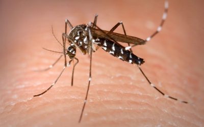 DENGUE: CUIDADOS Y PREVENCIÓN