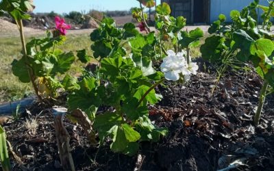 OTRA OPORTUNIDAD A ALGUNOS EJEMPLARES DE PLANTAS QUE LLEGARON COMO RESIDUOS