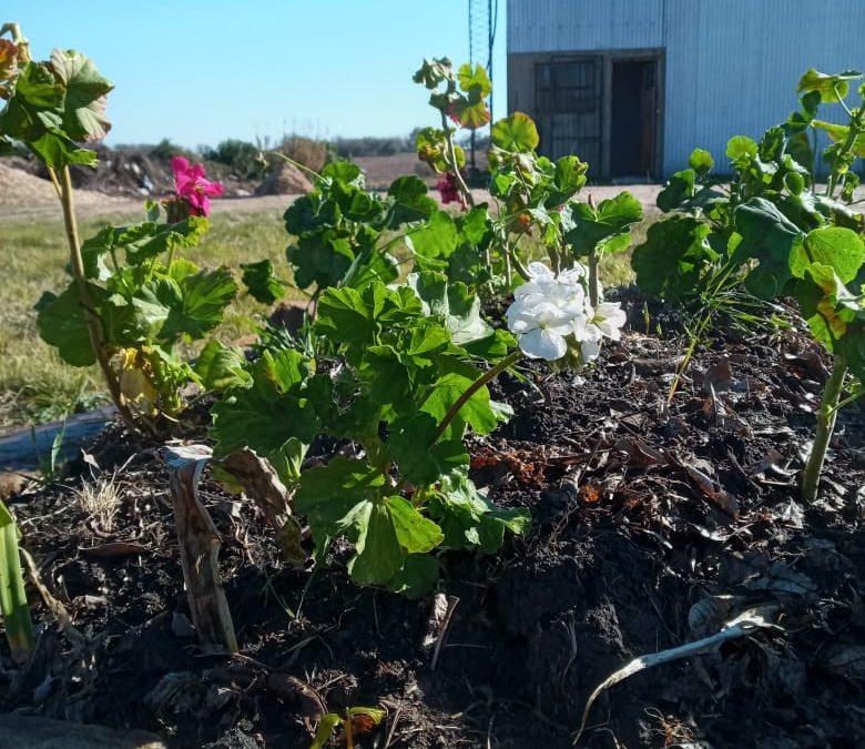 OTRA OPORTUNIDAD A ALGUNOS EJEMPLARES DE PLANTAS QUE LLEGARON COMO RESIDUOS