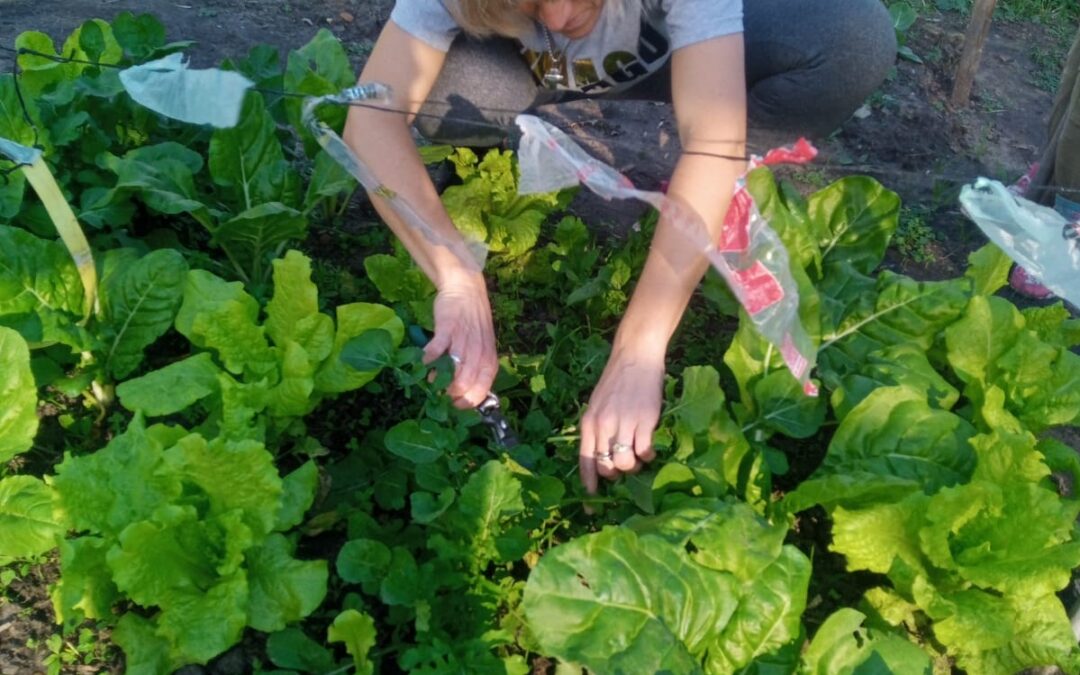 DESDE EL ESPACIO DEL TALLER “TERAPIA HORTÍCOLA” SE HIZO ENTREGA DE VERDURAS AL HOGAR Y ESCUELA DE LA LOCALIDAD